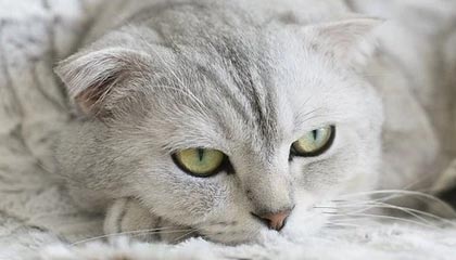 天猫购物卡如何回收变现及回收平台